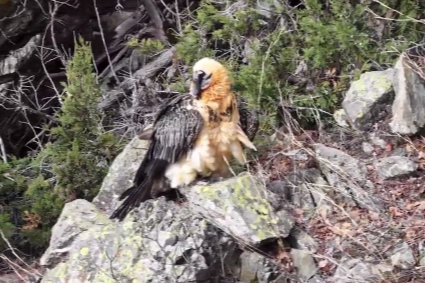 Artvin'de yaralı sakallı akbaba yeniden doğaya d&ouml;nd&uuml;