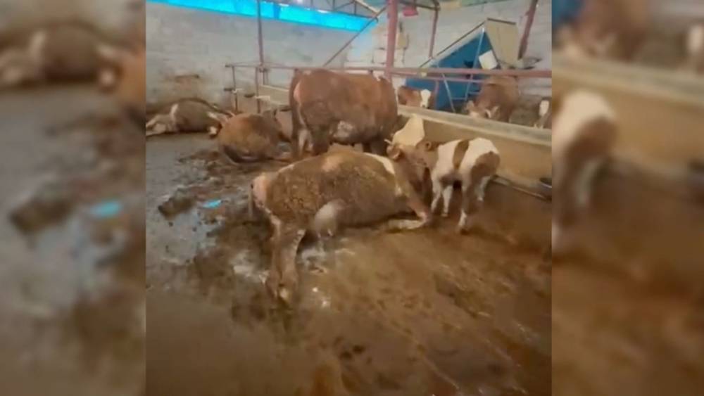 Gerger&rsquo;de elektrik akımı: 8 hayvan telef oldu  - Videolu Haber