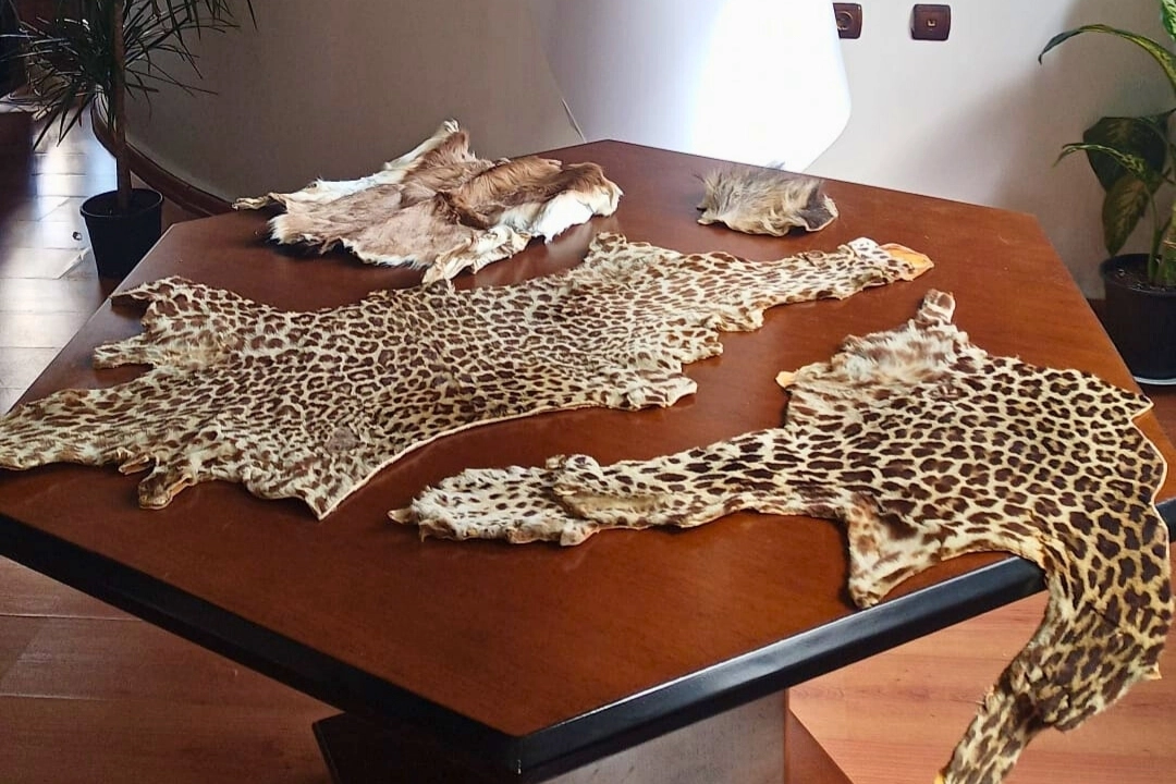 &Ccedil;ukurova Havalimanı&rsquo;nda yasa dışı yaban hayvanı &uuml;r&uuml;nleri ele ge&ccedil;irildi