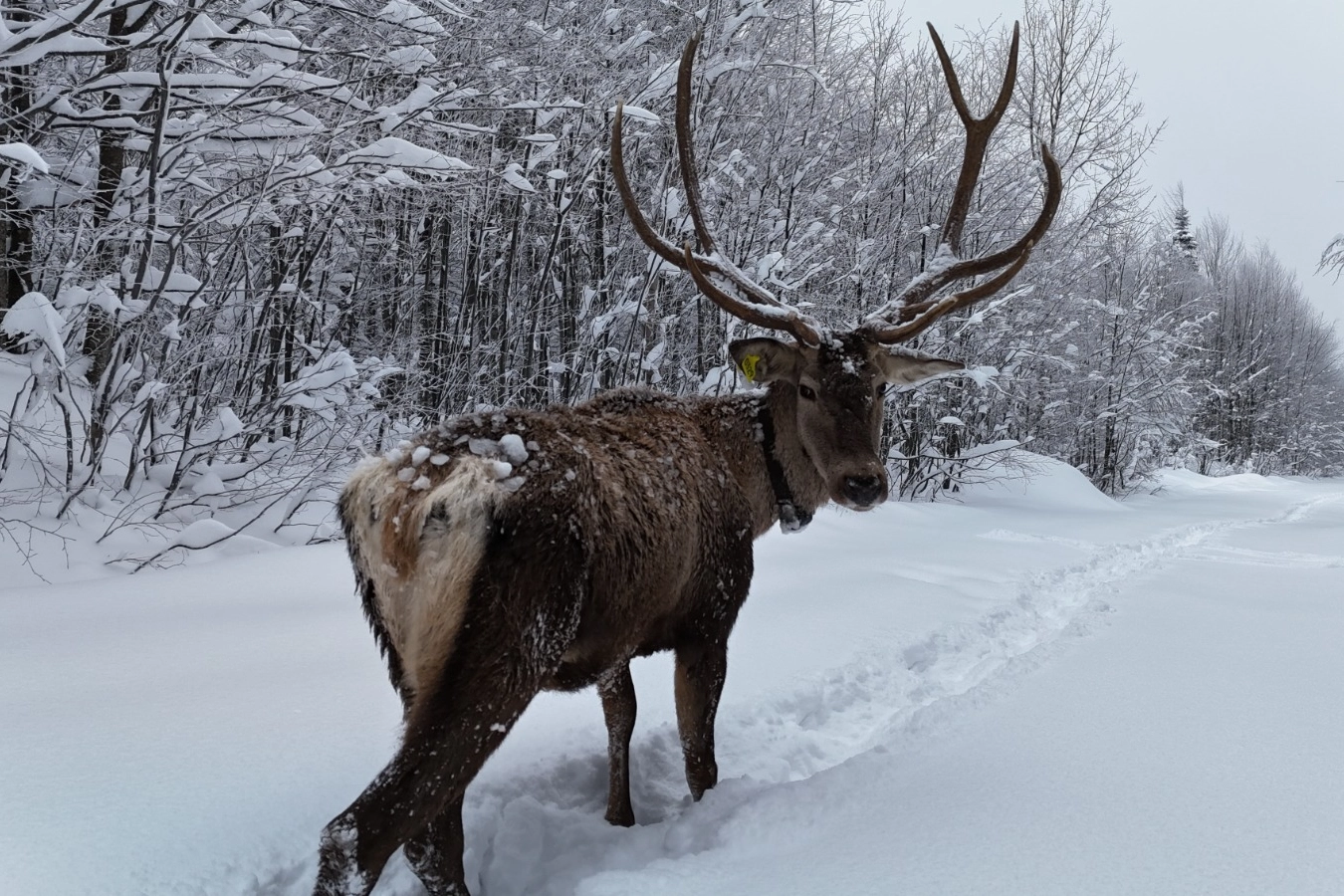 Ormanya&rsquo;da tetiştirilen kızıl geyikler Kuzuyayla&rsquo;nın m&uuml;davimi oldu