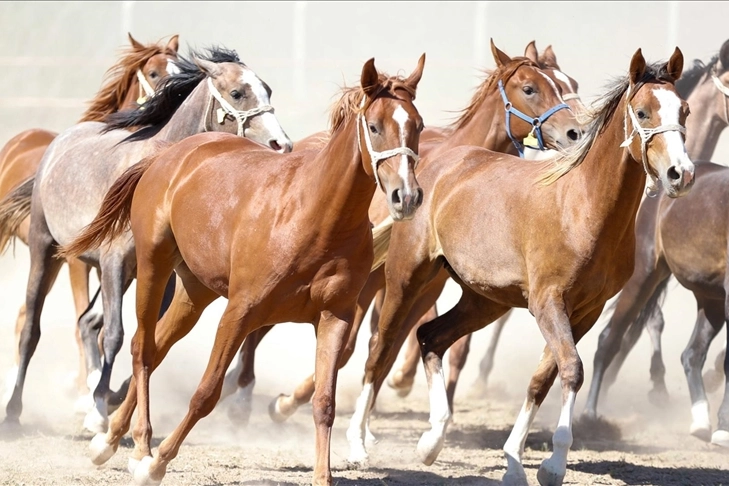 "100 milyon TL'lik tay kayıp" denilmişti... TİGEM'den a&ccedil;ıklama geldi!