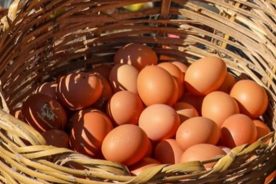 Ordu&rsquo;da yumurta sekt&ouml;r&uuml; yeniden b&uuml;y&uuml;yor
