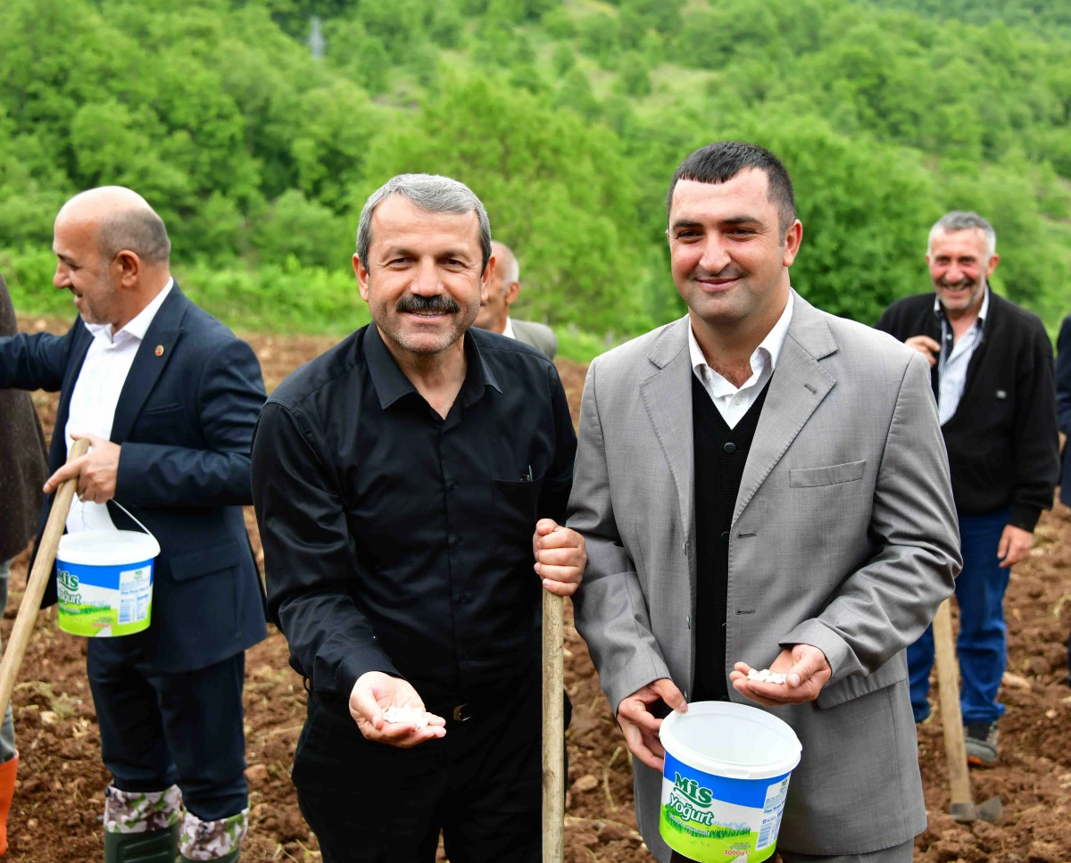 Akkuş Şeker Fasulyesinde Ekim Zamanı