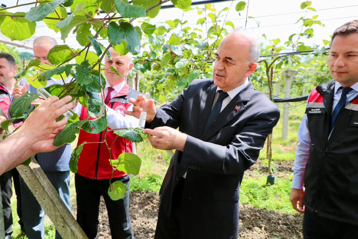 Kahverengi Kokarca İle M&uuml;cadele Kapsamında 300 Bin Samuray Arısı Doğaya Salındı
