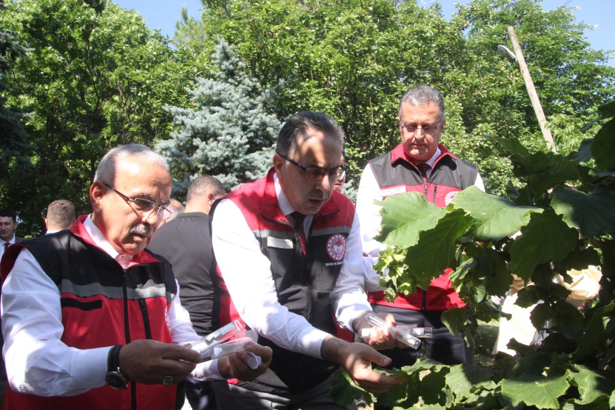 Kahverengi Kokarca İle Mücadele Kapsamında Doğaya Samuray Arısı Salınımı Yapıldı