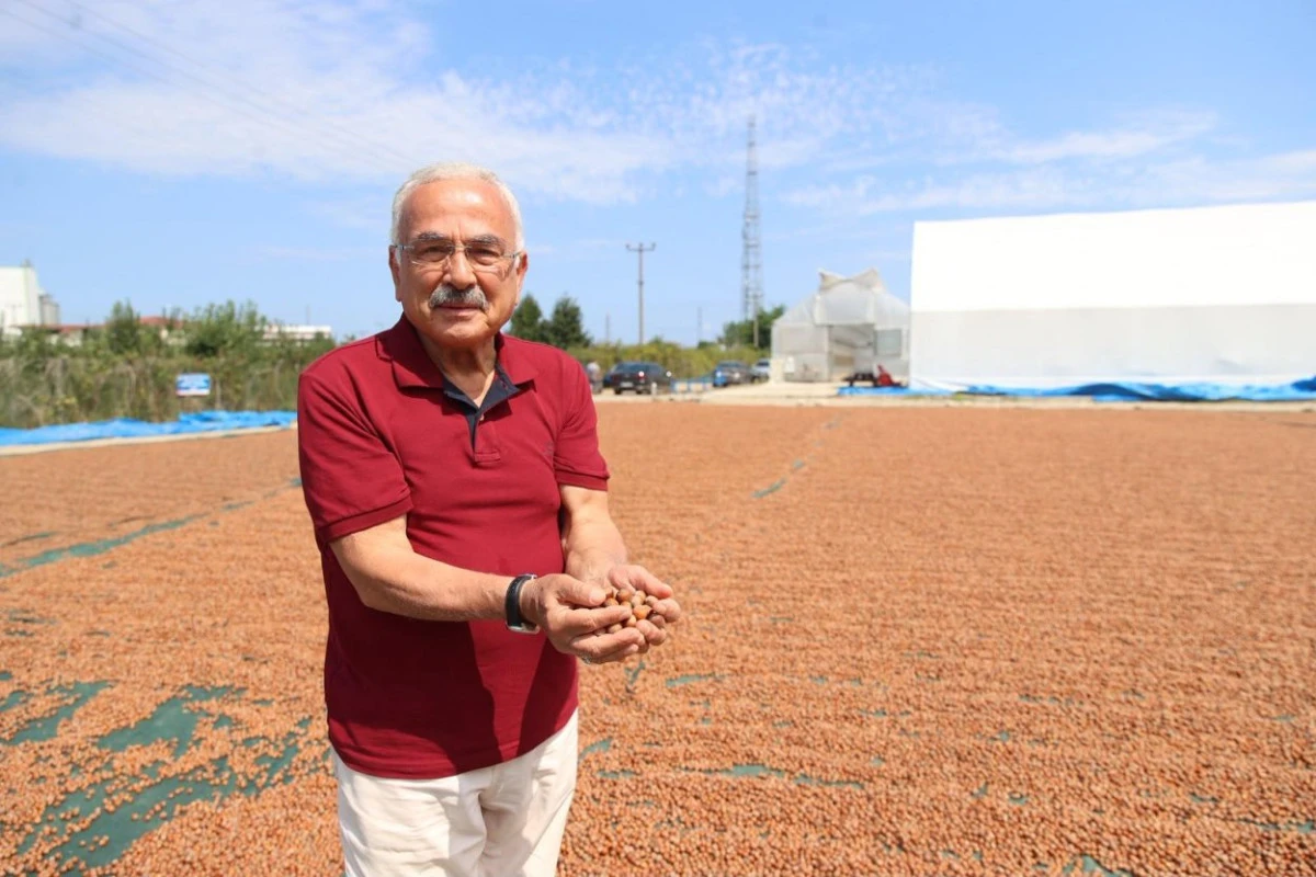 ORDU&rsquo;DA YAKLAŞIK 1000 D&Ouml;N&Uuml;ML&Uuml;K FINDIK BAH&Ccedil;ESİNDE HASAT S&Uuml;R&Uuml;YOR