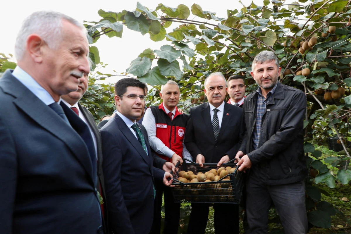 Vali Erol, Kivi Hasadına Katıldı