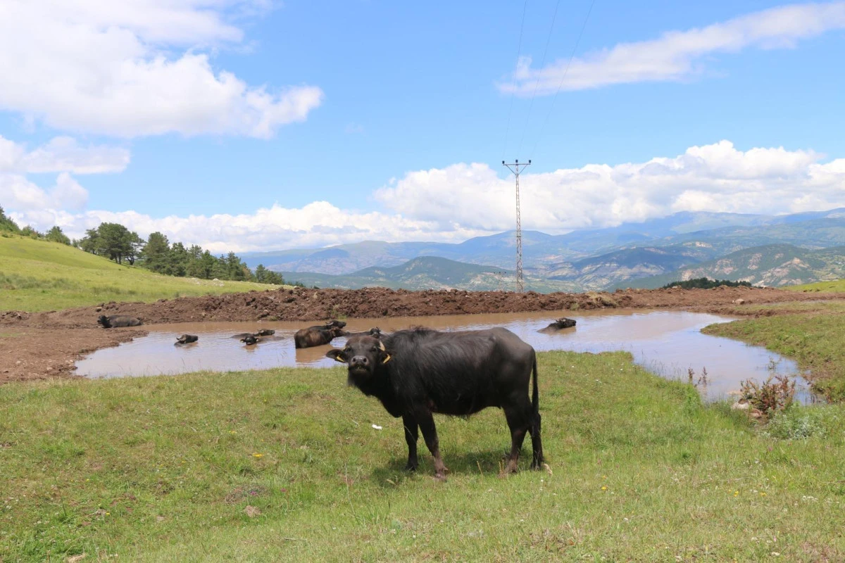 YOK OLMAK ÜZEREYDİ ŞİMDİ YENİDEN CANLANIYOR
